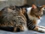 Fellpflege-Routinen für Katzen mit Allergien