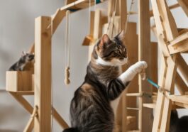 Katzenkletterwand selber machen: DIY-Abenteuer im vertikalen Raum