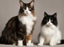Katzenrassen mit ungewöhnlichen Merkmalen: Einzigartige Eigenschaften